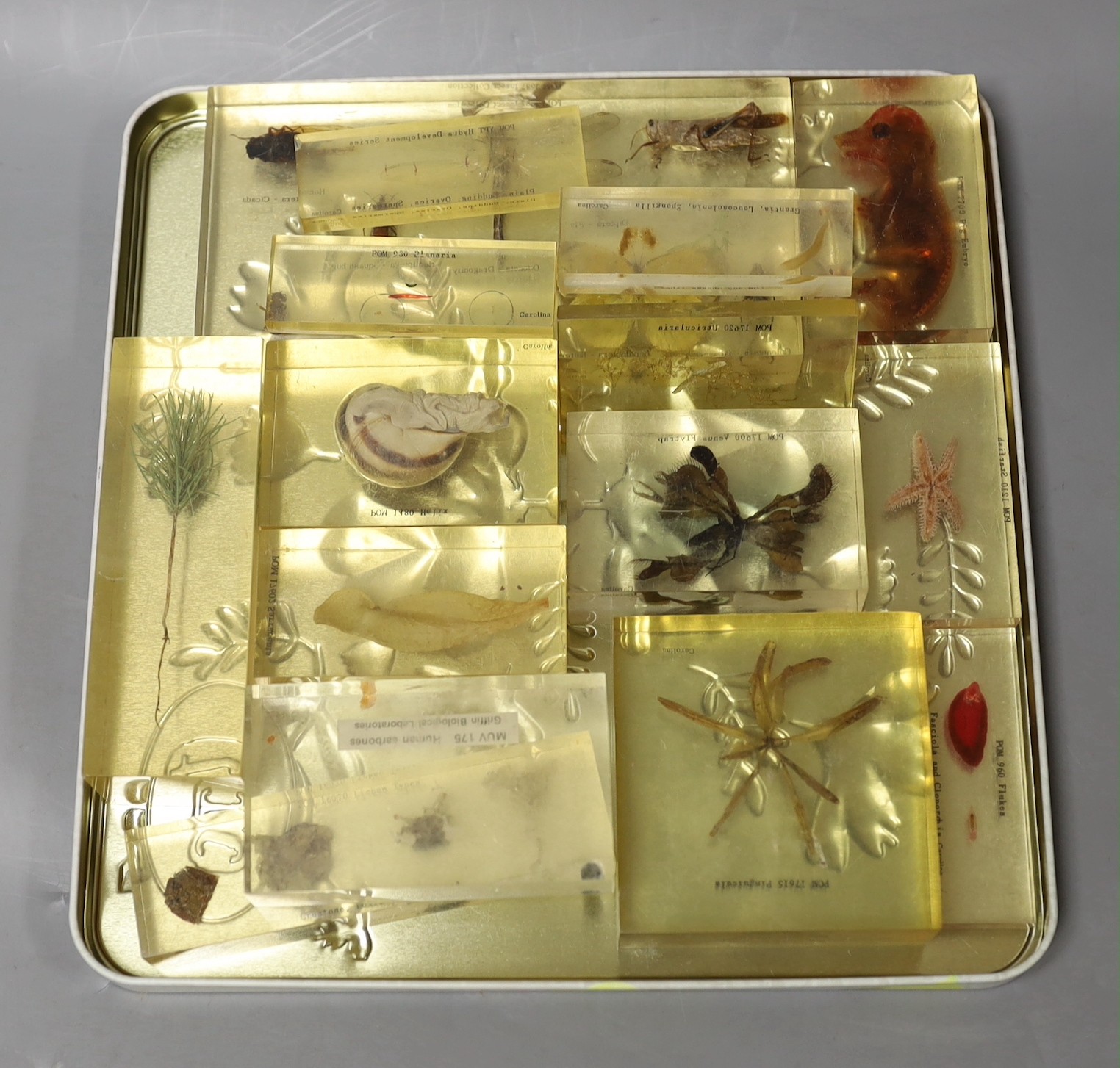 A quantity of perspex cased natural history specimens